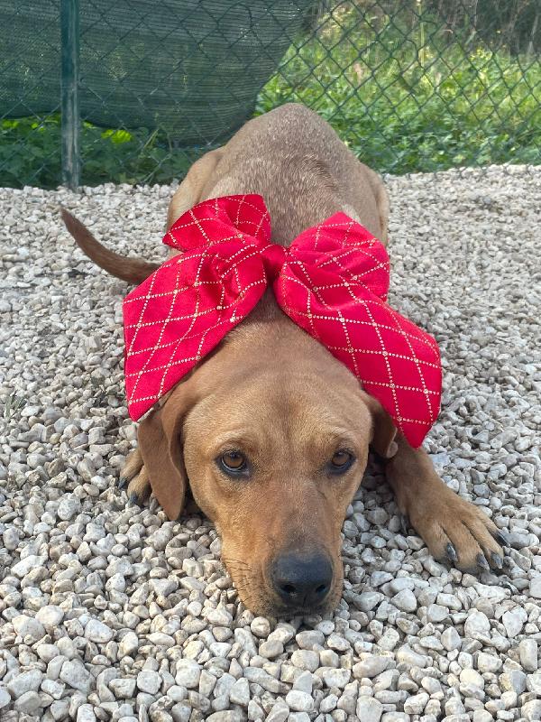 LA BELLISSIMA AMERICA Foto 2